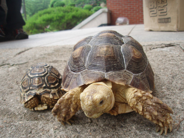 [멸종위기동물의 하소연] 엘더브라 코끼리 육지거북(Tortoise)