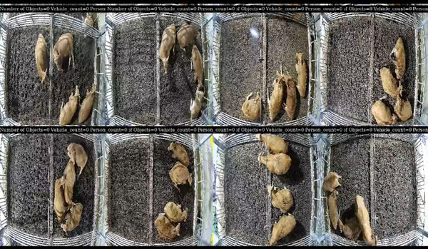[그림2]'엣지팜-카우'의 8채널 CCTV 영상의 샘플 이미지.