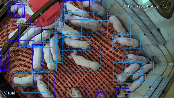 [그림3]'엣지팜-피그'의 인공지능 기반 돼지 검출 기능 샘플 이미지.