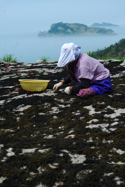 “몽그리고 있는 놈들을 자꼬 뛰적거려 줘야제.” 자꼬 손노릇을 해야 하는 일이다. 가사도.