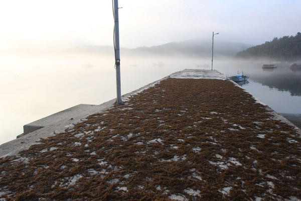 섬마을 길바닥이라면 응당 그래야 한다는 듯 간간 짭조름한 갯것 펼쳐놓았다. 대마도.