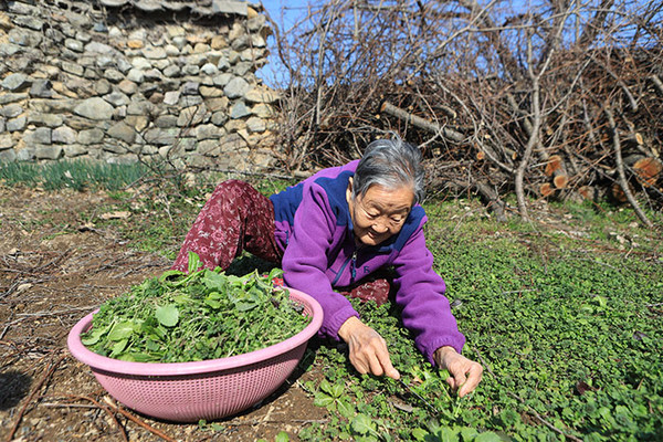 이순란 할매. 마당가 나물밭에서 봄을 모트는 중이다.