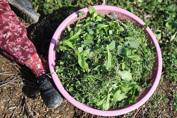 봄이 한 바구리.