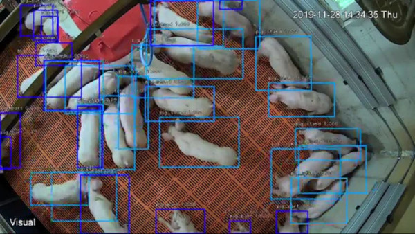 '엣지팜-피그'의 인공지능 기반 돼지 검출 기능 샘플 이미지.
