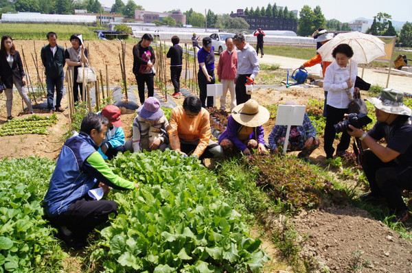 전남대 텃밭 체험. 광주드림 자료사진