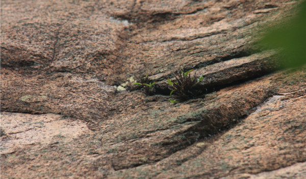 월출산 암벽서 발견된 석곡. 월출산국립공원사무소 제공