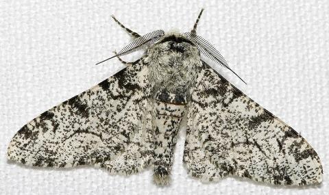 밝은색의 회색가지 나방