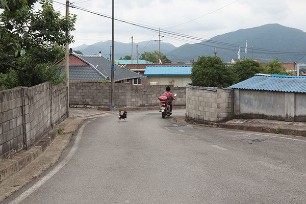 오전 일 끝내고 모정으로 함께 달려가는 중인 장은희 할매와 개 오천이.