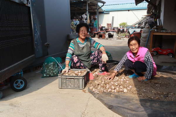 “우리는 날만 새문 딜다봐.” “놀문 뭣해. 일바구리 있으문 우리는 니야내야 없이 달라들어.” 우대순(왼쪽), 이정자 할매.