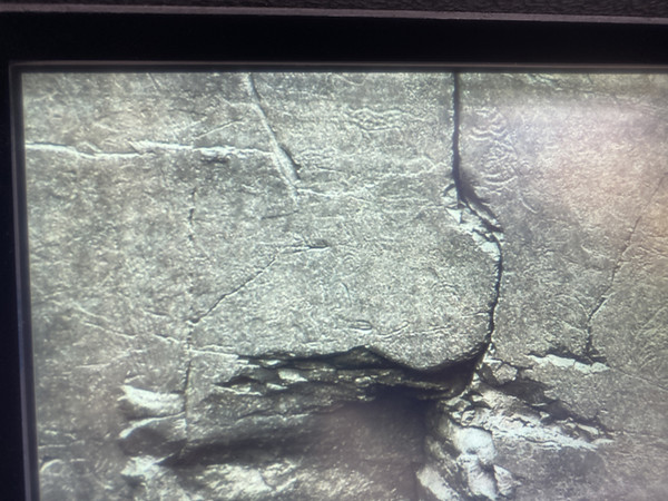 호랑이와 사슴.