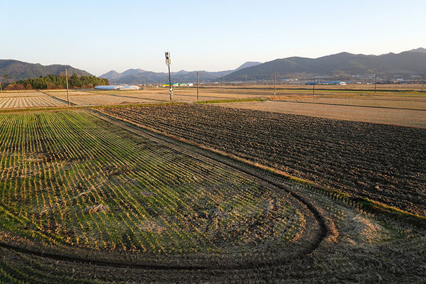 너른 들녘에 목숨줄 기대어 살아왔다.