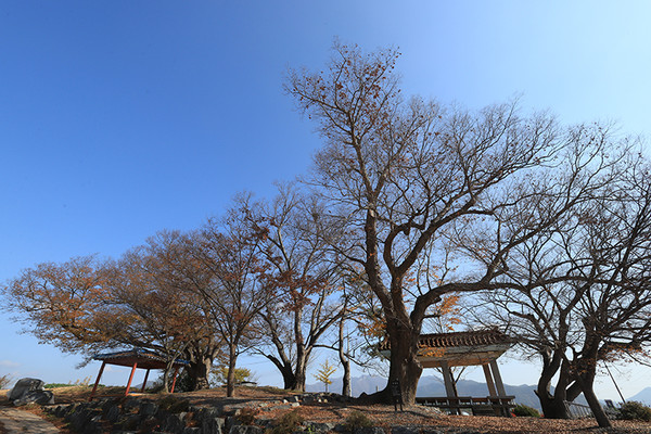 나이 많이 잡순 느티나무들이 둥그스름하게 둘러섰다. 중고마을 당산숲.