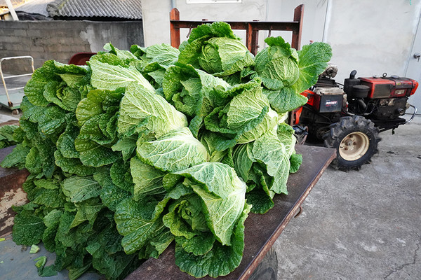 “올해는 하느님네가 잘 지어줬어. 올해 우리 배추가 좋아.” 김장 앞둔 오양란 어매네 마당.