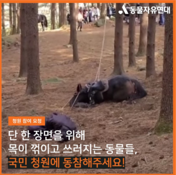 이미지=동물자유연대 제공