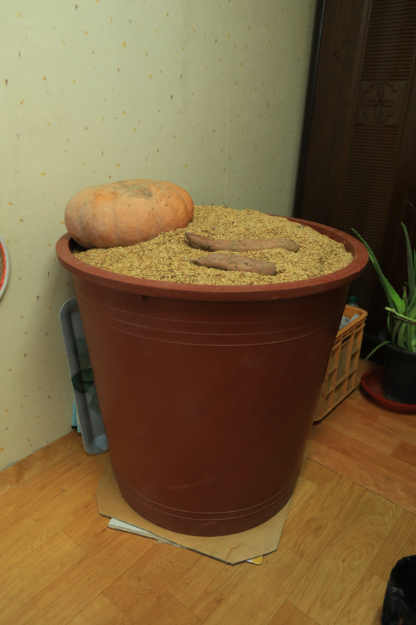 윗목을 차지하고 긴긴 겨울을 함께 나는 고구마 다라이는 이 방의 어엿한 일원이다.