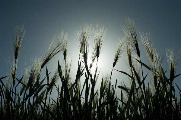 밀양 위양마을, 이재각, 2014