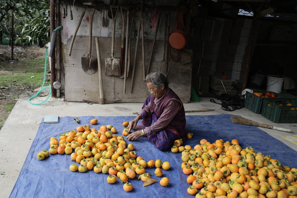 밀양 도곡마을, 최형락, 2015