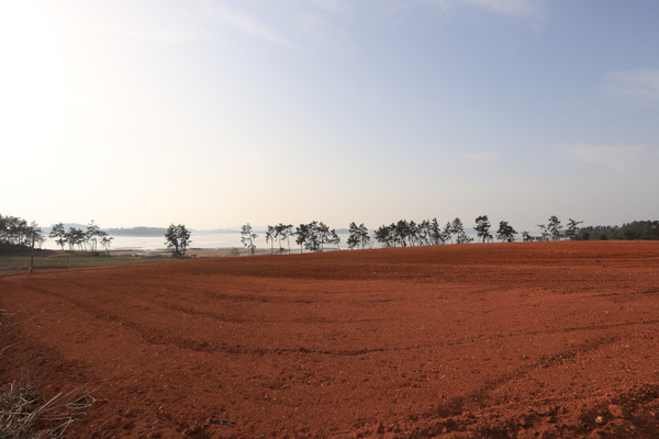 다시 또 힘을 내 일어서는 봄. 무안 현경면 용정리.