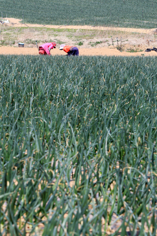 “한 고랑 한 고랑 일하다 보문 언젠가는 끝이 나.”