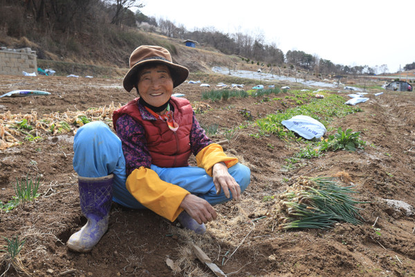 -“인자 농사 시작이제. 촌은 시방 숭굴 때여. 머이든 숭그문 차차로 되아가는 거 보는 재미가 좋제.” 자동떡.