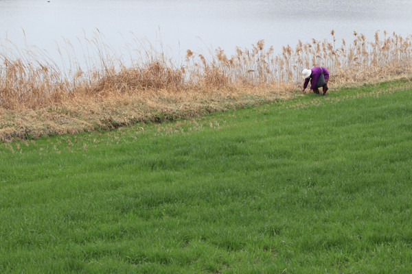박옥자 어매한테 이 봄은 ‘쑥의 시간’. 걸음걸음 쑥을 찾아가는 행로가 날마다 이어진다.