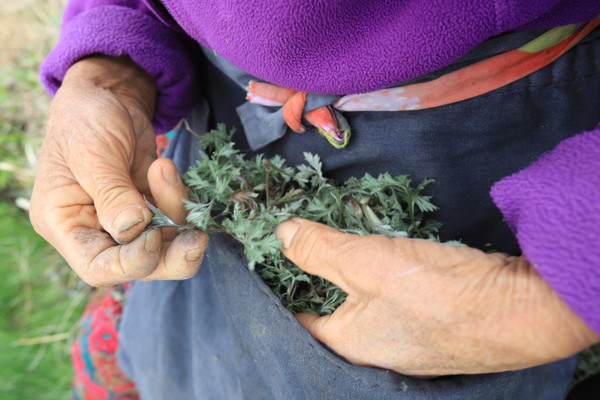 “요 주머니 다북다북 채와가는 재미가 있제.”