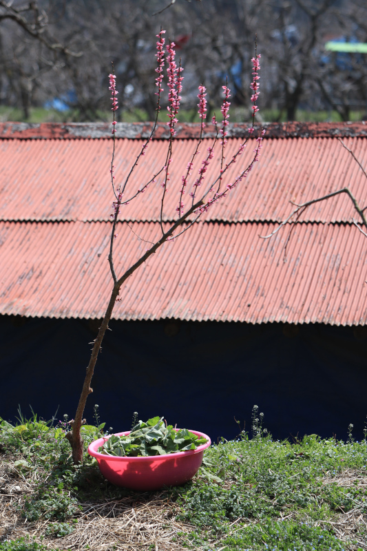 봄볕 봄꽃 환한 자리. 바구리 속에도 봄이 한가득.