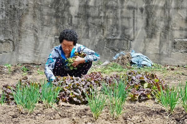 마당가 텃밭의 김병순 어머니. “낮에는 일하문 거그다 취미붙여서 간장이 덜 녹네. 밤이문 땅벌이 안한께 간장이 더 녹네.”