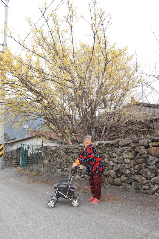 “겨울 지나 젤로 몬야 핀 것이 요것이여.” 산수유꽃 노란 그늘 아래 양해순 어매.