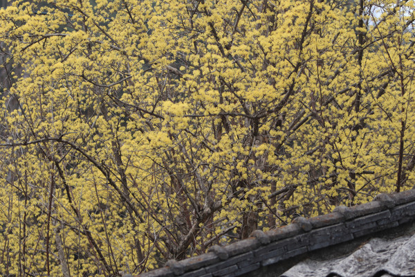 뭉게뭉게 번지는 노란 빛, 노란 햇살. 봄은 어매네 집 마당에 먼저 당도했다.