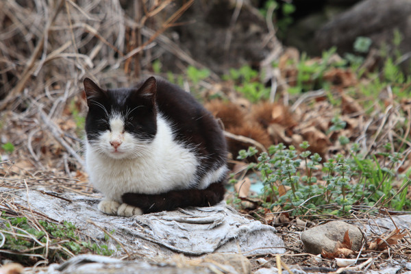 텃밭 너머 고양이가 와서 어매를 보라꼬 앉는다. “기척이 나문 반가와. 나를 찾아온 것이 감사해서 밥을 차라줘.”