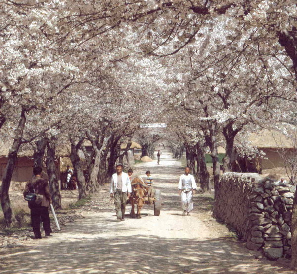 브라이언 배리가 찍은 1968년 부안 변산면 마포마을의 봄날 풍경.