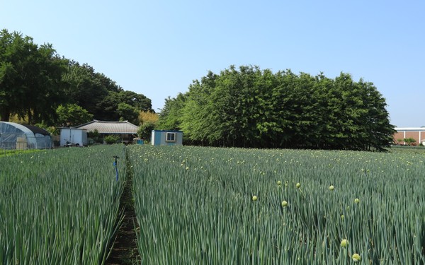 마포마을 들머리. 언덕에도 밭에도 푸르름이 짙다.