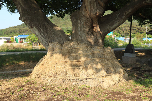 거대한 산을 이루는 팽나무 한 그루. 마포와 산기 두 마을을 잇는 당산나무다.