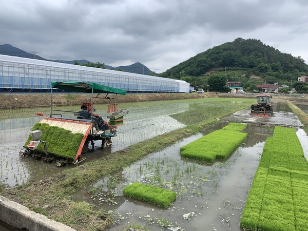 전남 구례군 농민들이 벼농사를 하고 있다. 사진=구례군청 홈페이지