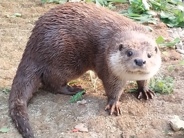 [동물과 삶] 강의 지배자 수달