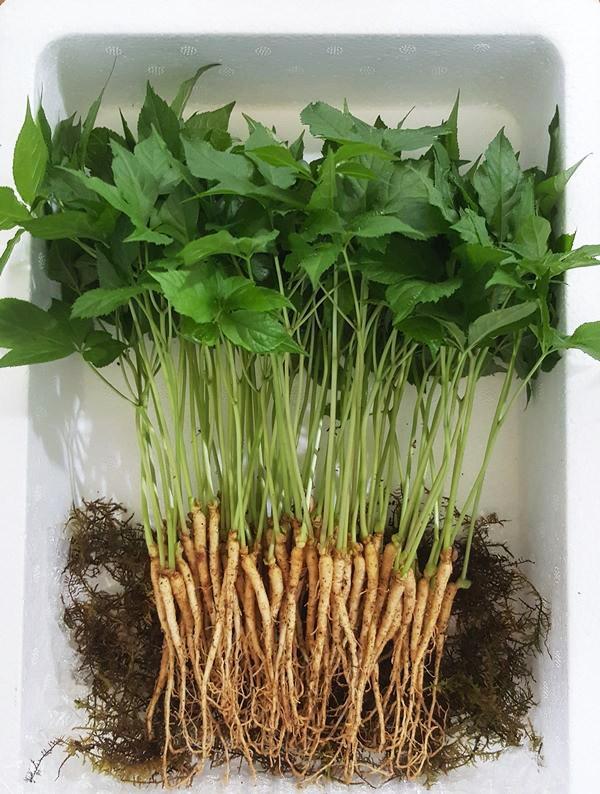 새싹삼. 장성군 제공.