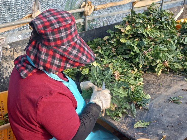 비금도 섬초 시금치.