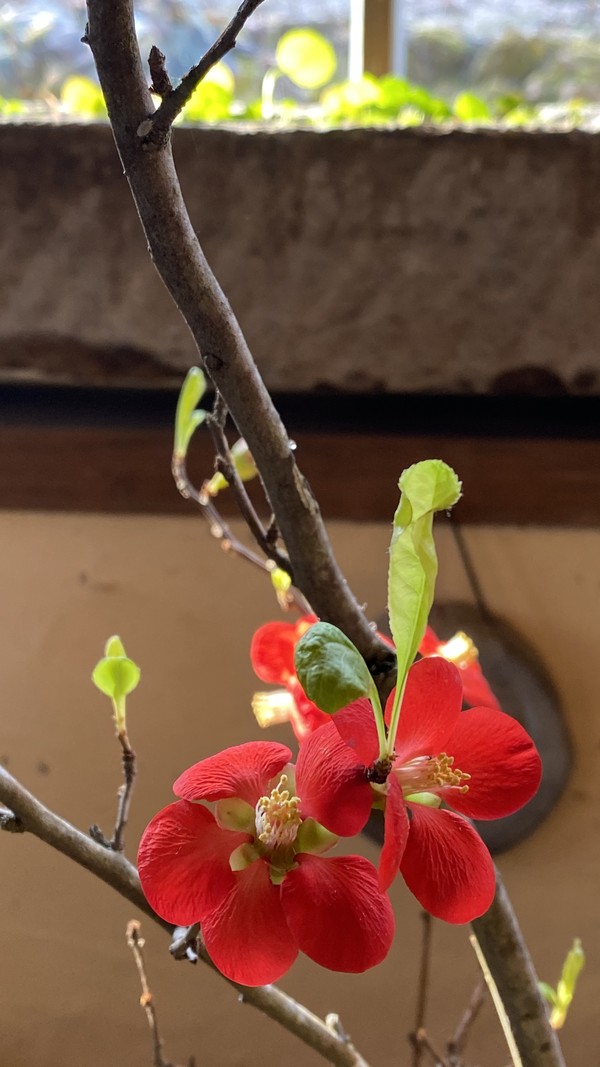 명가은의 명자꽃.