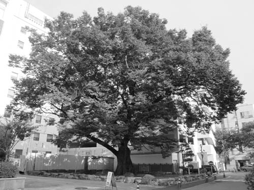 전남대 의대 입구의 느티나무..