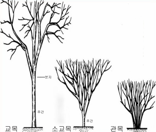 차나무의 수종: 차나무는 기후조건이 좋은 곳에서는 몸집을 키우고, 추워질수록 점점 그 몸집을 줄인다. 차나무의 고향이자 따뜻한 서남차구에 위치한 운남성에는 그 키가 20~30m에 달하는 교목이 있는가하면, 생장한계선에 가까운 강북차구의 북위 37° 부근 산동성 해안에서 재배하는 관목은 사람의 무릎 아랫부분에서 전지를 할 정도로 그 키가 작다.