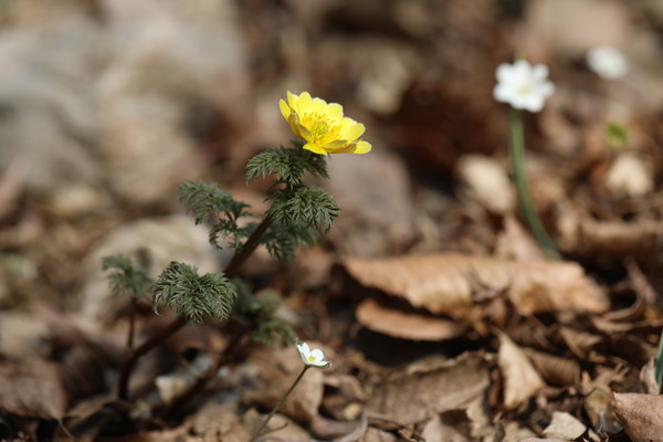 복수초와 노루귀.