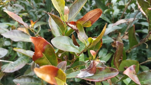 2021년 3월에 촬영한 한국차의 냉해 현상. 잎이 낙엽처럼 타들어갔다. 이는 엽록소가 파괴되어 새로운 차의 싹과 잎을 틔우는데 매우 불리한 작용을 한다. 결국 향과 구감 모든 면에서 예년에 비해 저열한 등급의 차가 나올 수밖에 없게 된다.