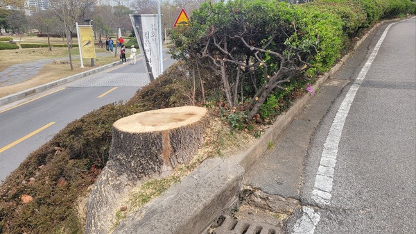 중외공원 길가에 자리하고 있던 커다란 튤립나무가 베어졌다.