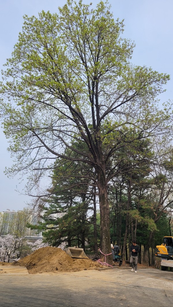 중외공원에 자라있는 튤립나무, 옆에선 또 다른 공사가 진행 중이다.