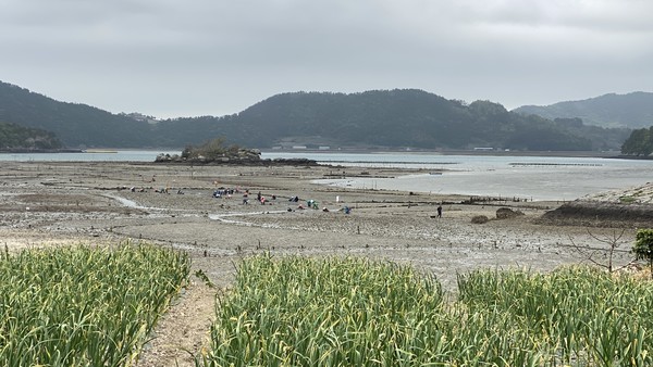 사도 입구의 갯벌 공동작업.