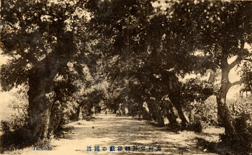 일제강점기 사진엽서에 등장한 유림수.