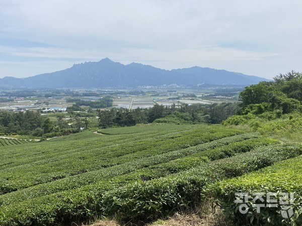 덕진의 차밭.