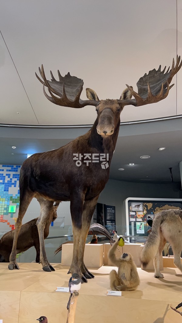 말보다 큰 사슴이라니!