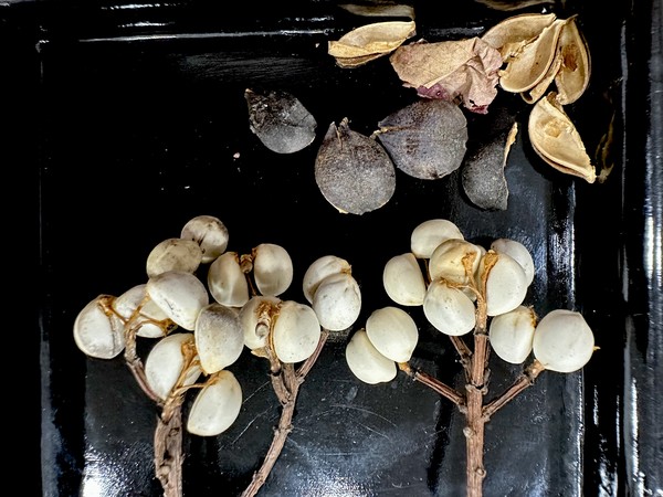 오구열매: 오구나무는 한국에는 없는 종이다. 그 열매는 압착하여 기름으로 이용하나, 이파리와 즙액에는 독성이 있다.